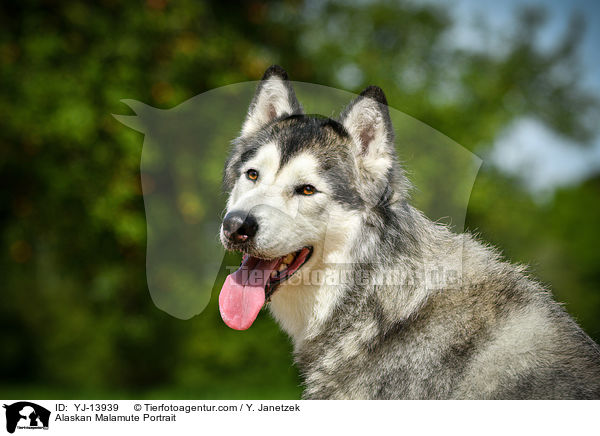 Alaskan Malamute Portrait / Alaskan Malamute Portrait / YJ-13939