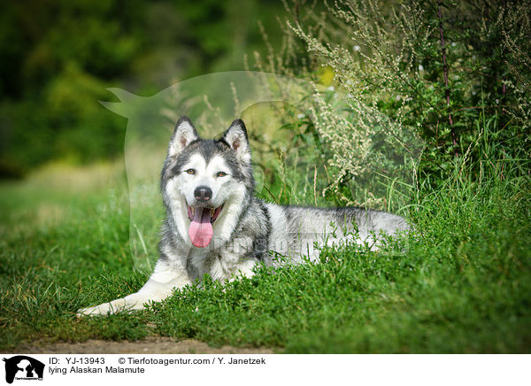 liegender Alaskan Malamute / lying Alaskan Malamute / YJ-13943