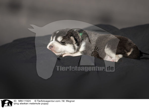 liegender Alaskan Malamute Welpe / lying alaskan malamute puppy / MW-11924