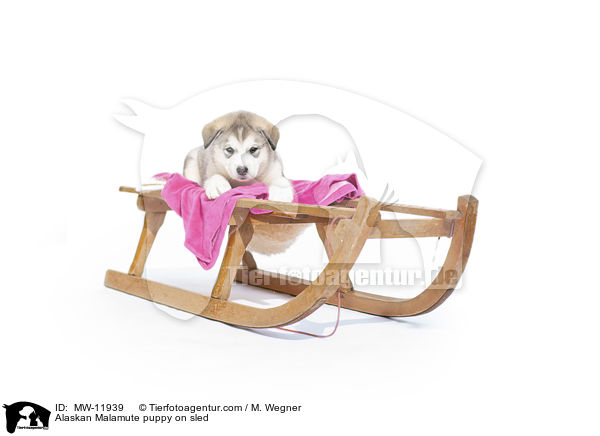 Alaskan Malamute Welpe auf Schlitten / Alaskan Malamute puppy on sled / MW-11939