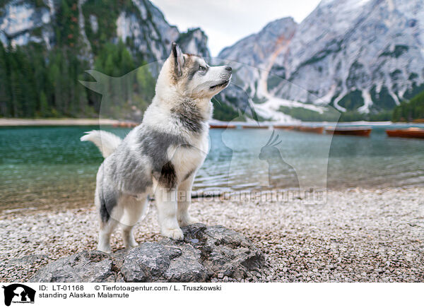 stehender Alaskan Malamute / standing Alaskan Malamute / LT-01168