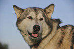 Alaskan Malamute Portrait