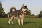 Alaskan Malamute