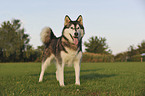 Alaskan Malamute