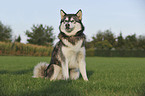 sitting Alaskan Malamute