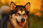 Alaskan Malamute Portrait