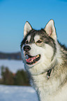 Alaskan Malamute in winter