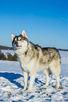 Alaskan Malamute in winter