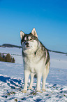 Alaskan Malamute in winter