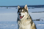 Alaskan Malamute in winter