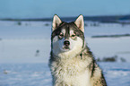 Alaskan Malamute in winter