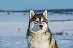 Alaskan Malamute in winter