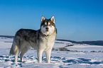 Alaskan Malamute in winter