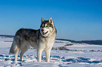 Alaskan Malamute in winter