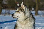 Alaskan Malamute in winter