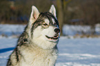 Alaskan Malamute in winter