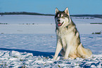 Alaskan Malamute in winter