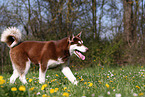 walking Alaskan Malamute