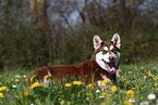 lying Alaskan Malamute