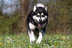 running Alaskan Malamute