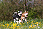 Alaskan Malamutes