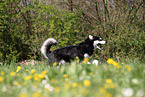 running Alaskan Malamute