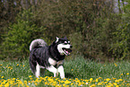 running Alaskan Malamute