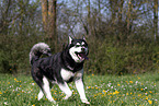 running Alaskan Malamute