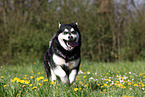 running Alaskan Malamute