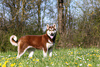 Alaskan Malamute