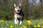 running Alaskan Malamute