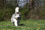 walking Alaskan Malamute