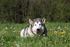 lying Alaskan Malamute