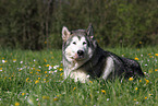 lying Alaskan Malamute