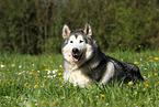 lying Alaskan Malamute