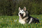 lying Alaskan Malamute