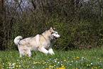 running Alaskan Malamute