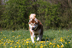 running Alaskan Malamute