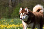 Alaskan Malamute Portrait