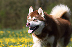 Alaskan Malamute Portrait