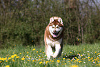 running Alaskan Malamute