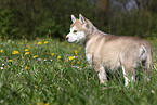 Alaskan Malamute Puppy