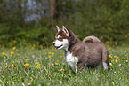 Alaskan Malamute Puppy