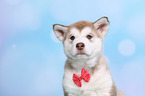 Alaskan Malamute Puppy