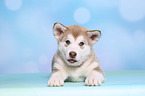 Alaskan Malamute Puppy