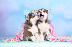 2 Alaskan Malamute Puppies