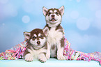 2 Alaskan Malamute Puppies