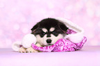 lying Malamute Puppy