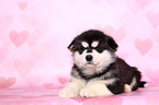 lying Malamute Puppy