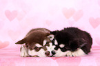 Alaskan Malamute Puppies